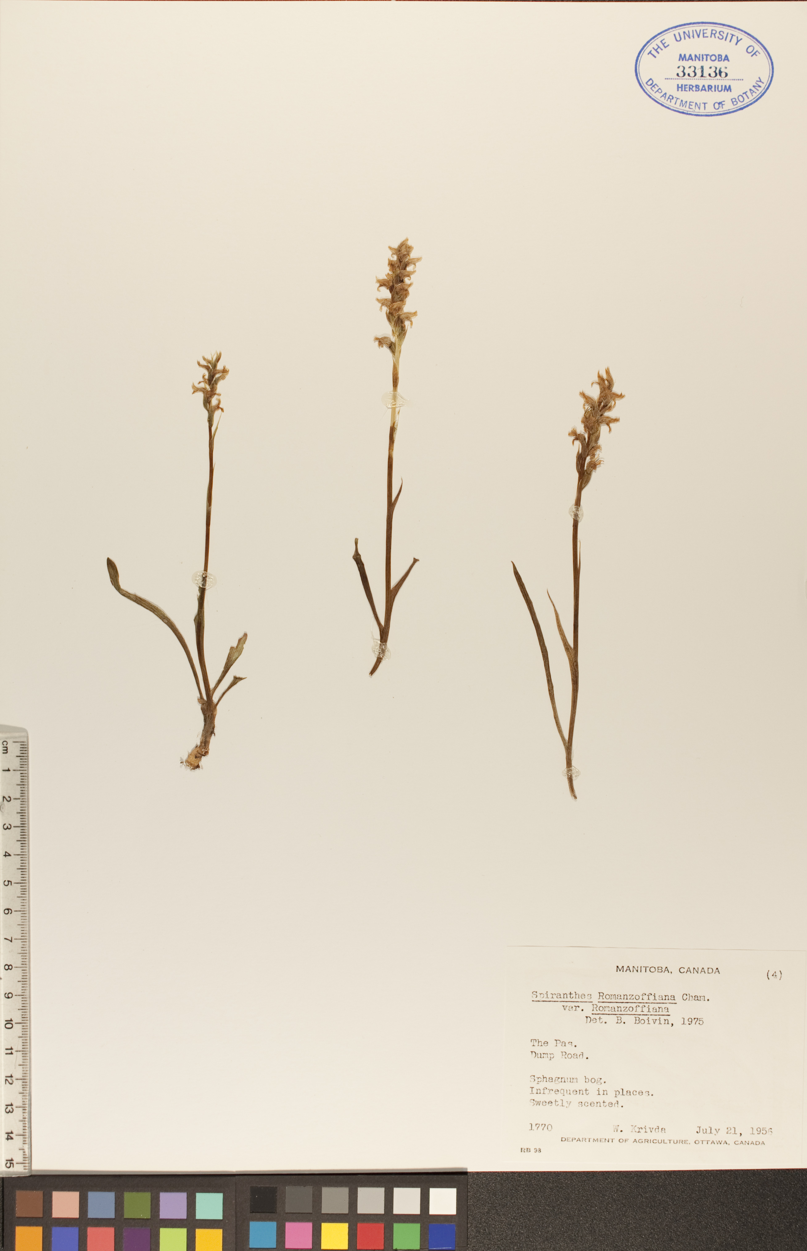 Spiranthes romanzoffiana var. romanzoffiana image